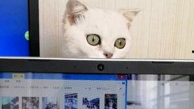 猫咪爆料视频大全播放网站,萌宠瞬间，笑料横生！  第1张